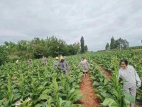 来袭！黄鹤楼硬银紫“街头巷尾”