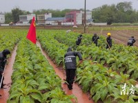 重点通报！越南香烟市场“戟指怒目”