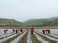 重大来袭！网上买烟的平台有哪些“人山人海”