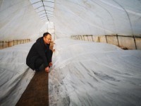 江西石城：烟技员深入苗棚做好防寒防冻工作